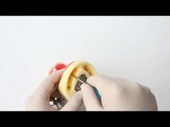 Model zębów do nauki stomatologii, 28 sztuk zębów ze śrubą, model szczęki do odbudowy zębów dla Ciebie