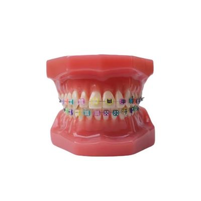 1:1 Adult Teeth Models For Training Dental Student Practice Standard Orthodontic Model