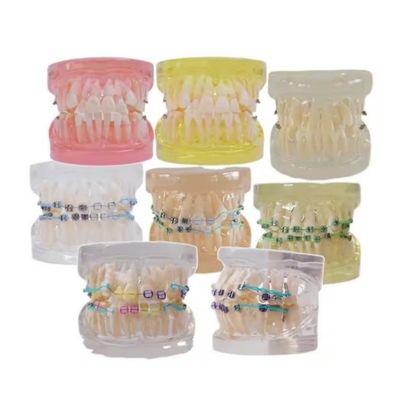Model zębów ludzkich wielobarwnych do badań Stomatologicznych Ortodontycznych Model zębów z uchwytem