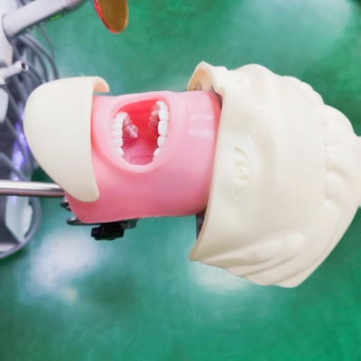 Profesjonalny model szkoleniowy symulatora dla studentów stomatologii, model fantomowej głowy stomatologicznej