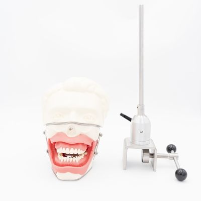 Model szkolenia w zakresie znieczulenia jamy ustnej Realistyczna symulacja szczęki dziąseł do wstrzykiwań Praktyka przewodzenia stomatologicznego Model znieczulenia