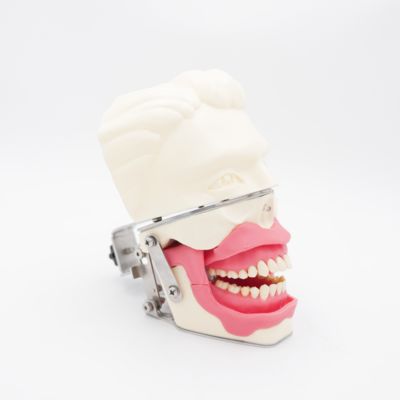 Model szkolenia w zakresie znieczulenia jamy ustnej Realistyczna symulacja szczęki dziąseł do wstrzykiwań Praktyka przewodzenia stomatologicznego Model znieczulenia