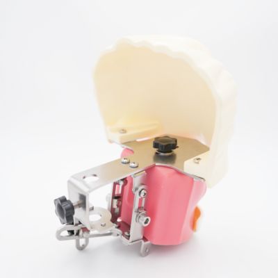 Zaawansowany model fantomowy głowy do nauki stomatologii, model szkoleniowy do ćwiczeń na biurku, symulator szkolenia stomatologicznego